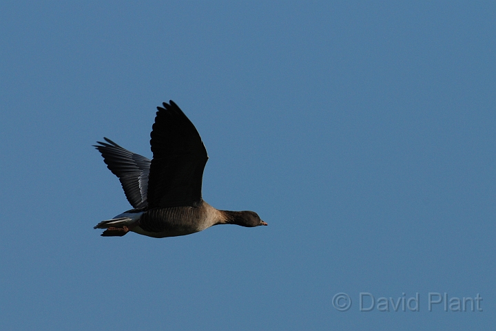Pink-footed goose flying - E.jpg - Pink-footed goose flying - Norfolk